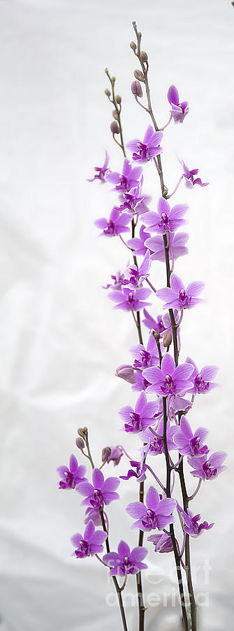 Orchid Photograph - Orchids II by Bruce Bain