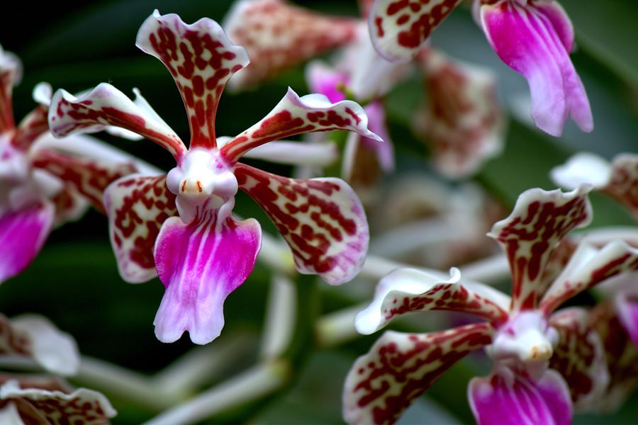 Orchids II Photograph by Carol Montoya