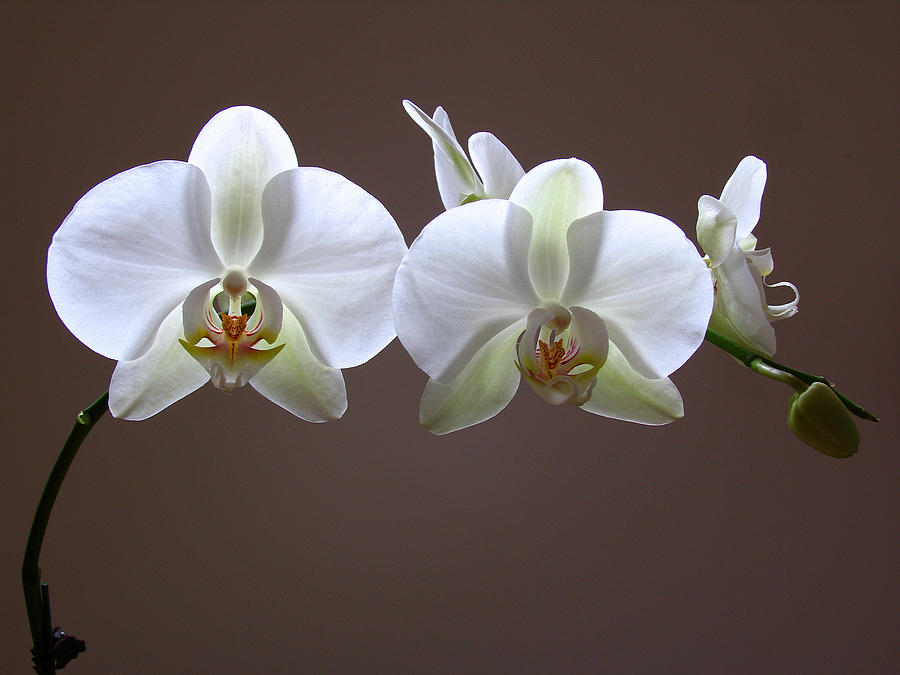 Orchids Illuminated Photograph by Juergen Roth