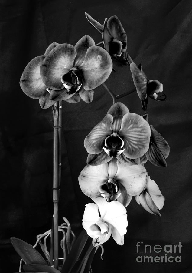 Orchids In Black And White Photograph by Donna Brown