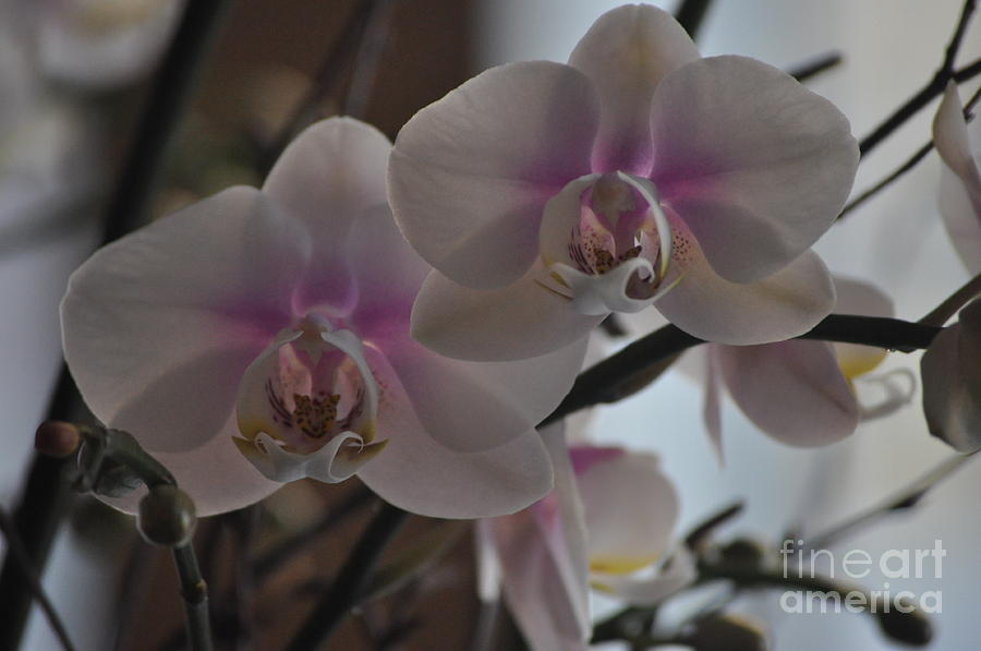 Orchids In Bloom Photograph by Nona Kumah