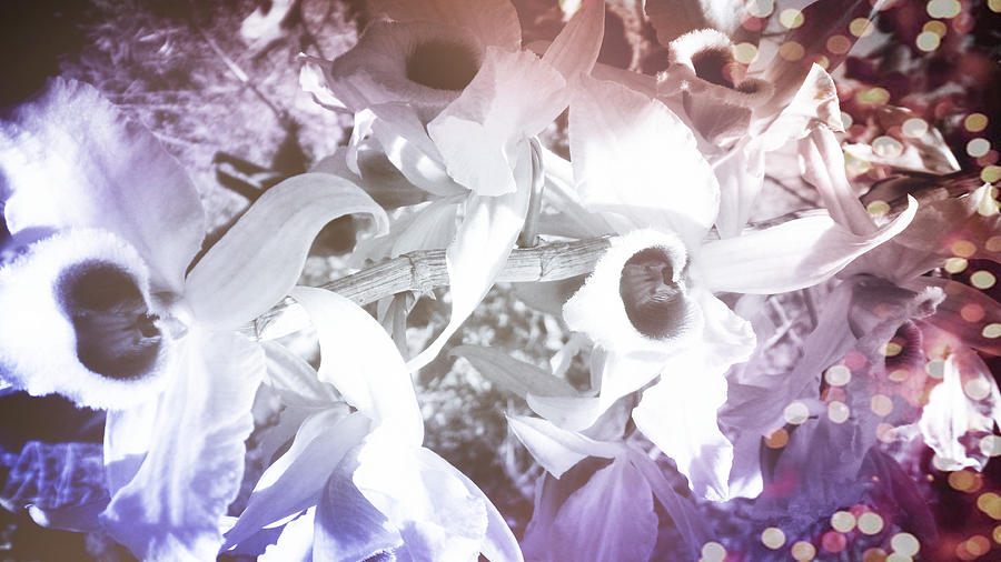 Orchids In Fantasy Colors Digital Art