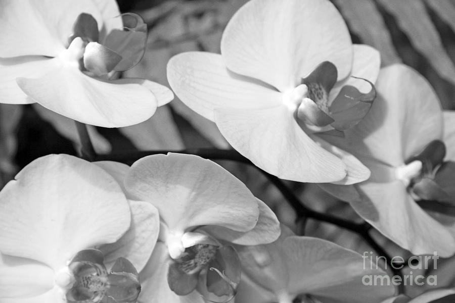 Orchid Photograph - Orchids in Moscow by Lali Kacharava