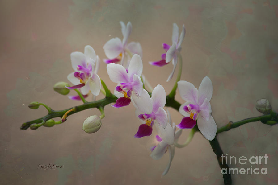 Orchids In Pink And White Photograph by Sally Simon