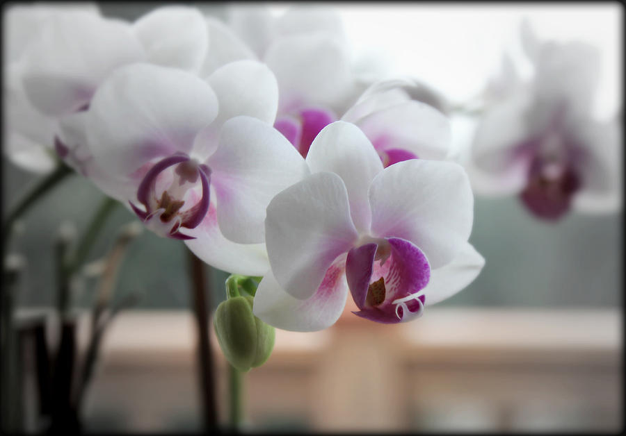 Orchids In Sunny Window Photograph