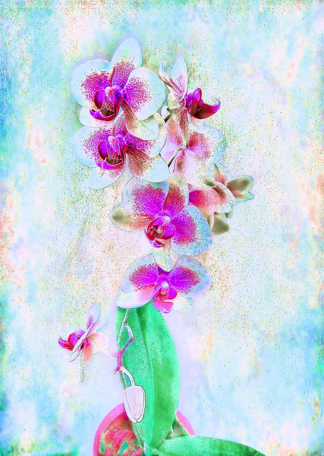 Orchids in the Abstract Photograph by Louise Kumpf