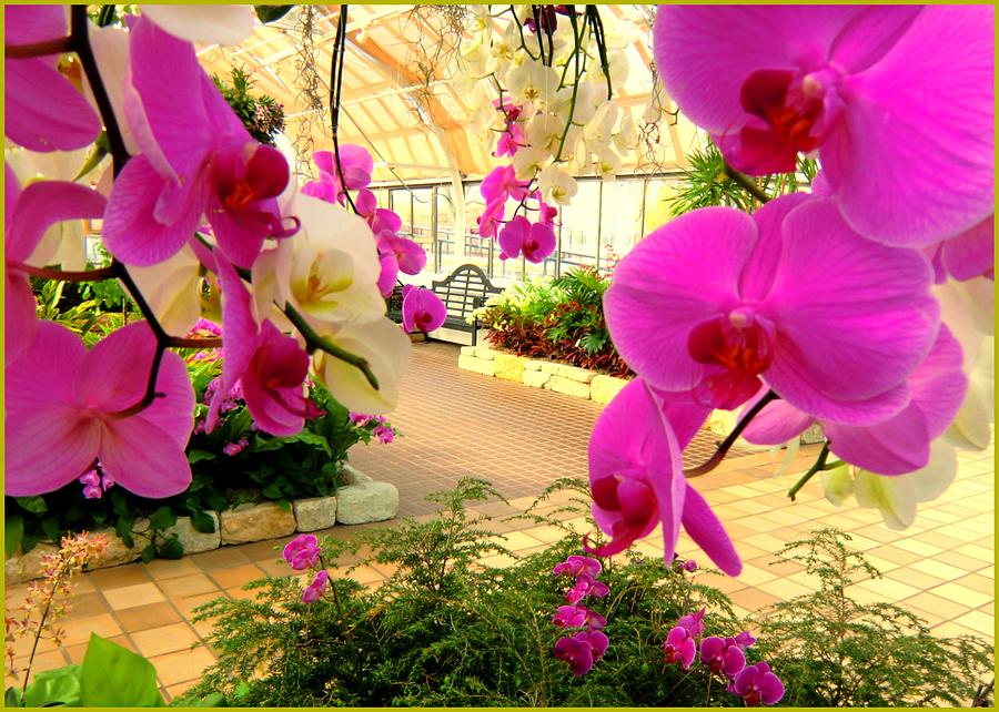 Orchids in the Garden Photograph by Mindy Newman