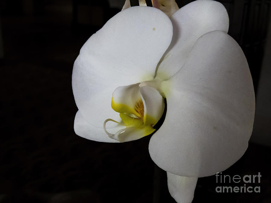 Orchids in the Lobby 2 Photograph by Jon Munson II