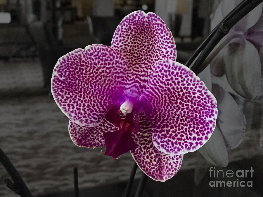 Orchids in the Lobby 4 Photograph by Jon Munson II