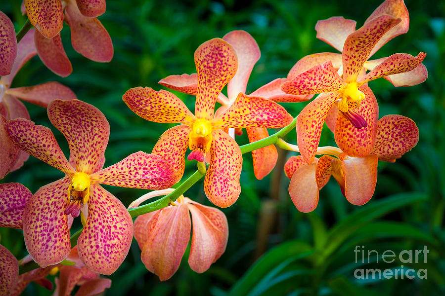 Flower Photograph - Orchids by Inge Johnsson