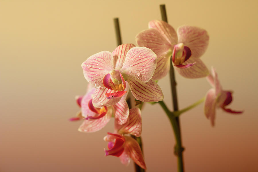 Flower Photograph - Orchids by Javier Luces