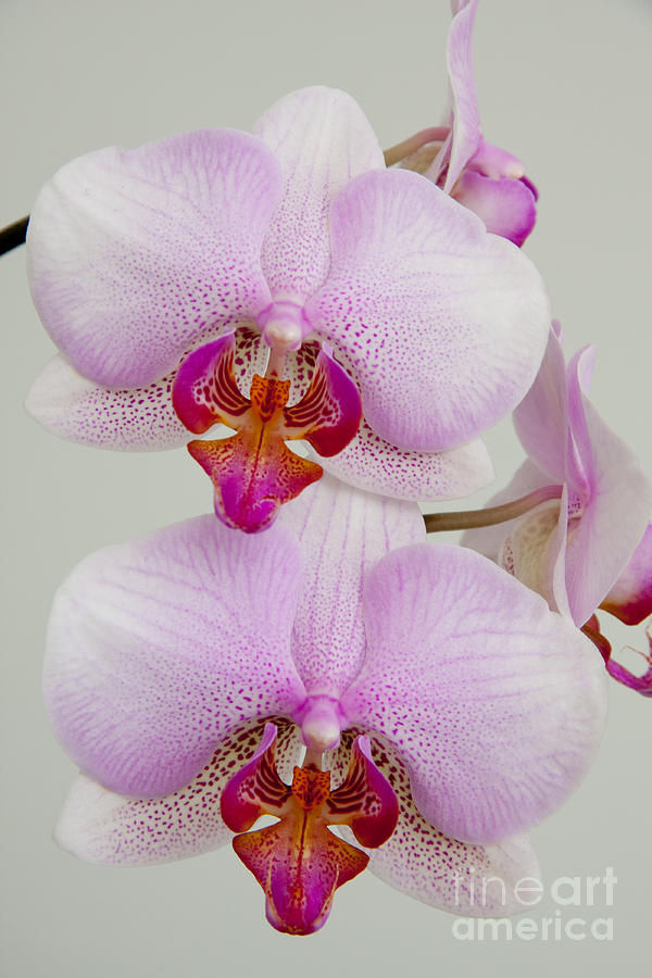 Orchids JBN-0740 Photograph by James Baron