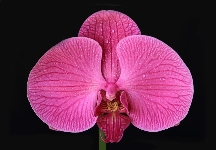 Flower Photograph - Orchids by John Lan
