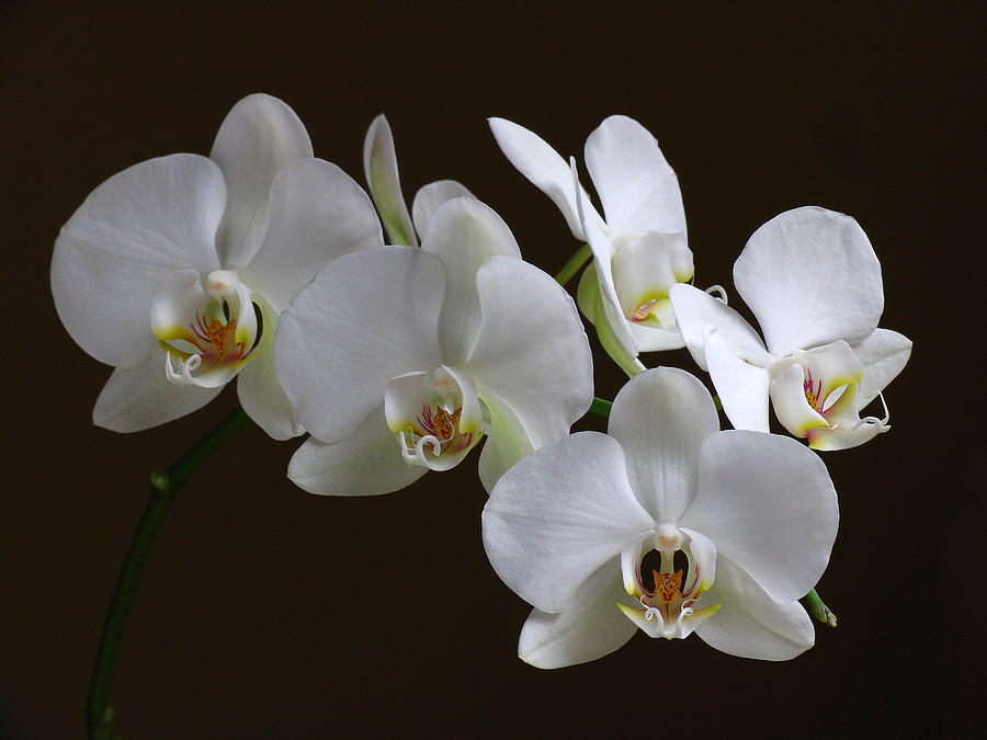 Orchids Photograph by Juergen Roth