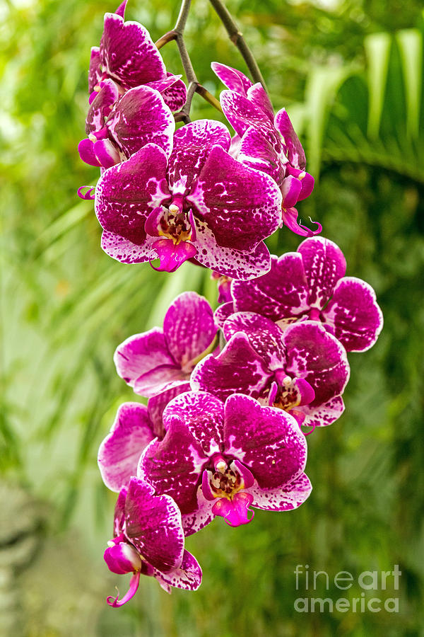 Orchids Photograph by Kate Brown