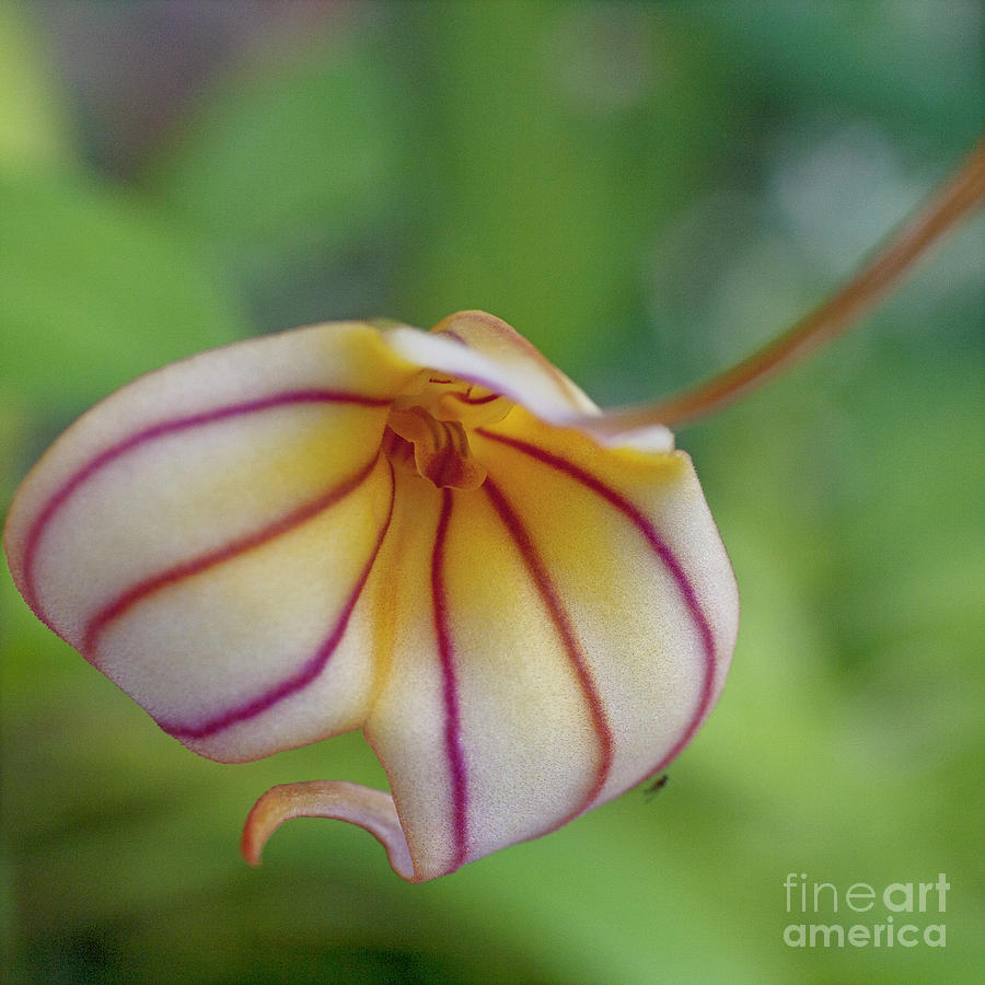 Orchids - Masdevallia hybrid Photograph by Heiko Koehrer-Wagner