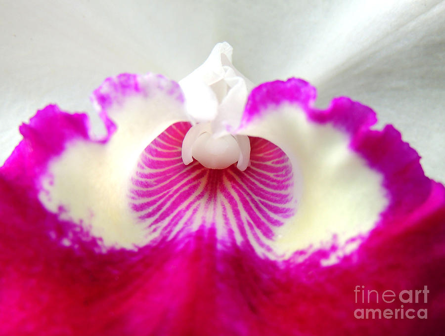 Orchid Photograph - Orchids Mouth by Kristine Widney