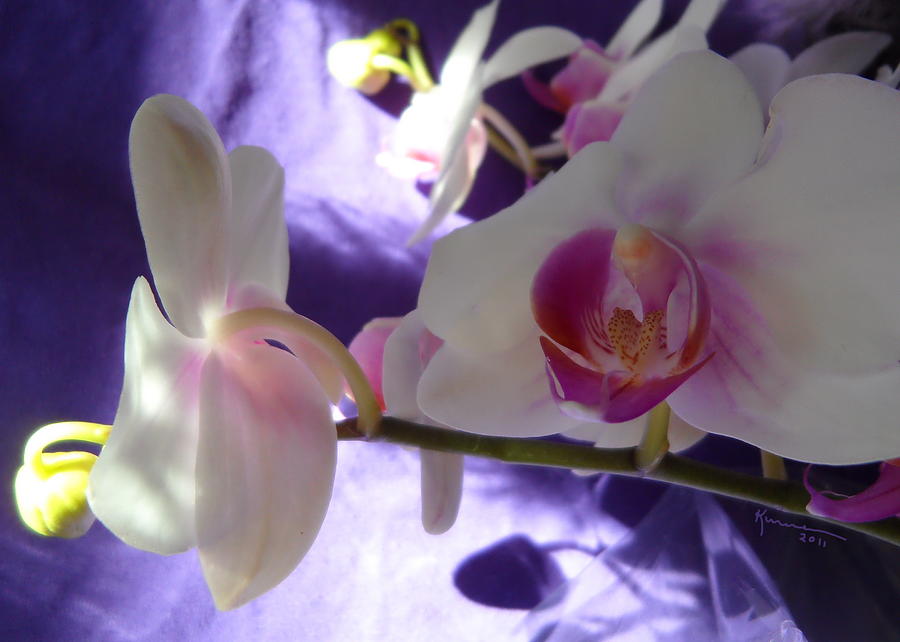 Orchids of Purple Shadows Photograph by Kume Bryant