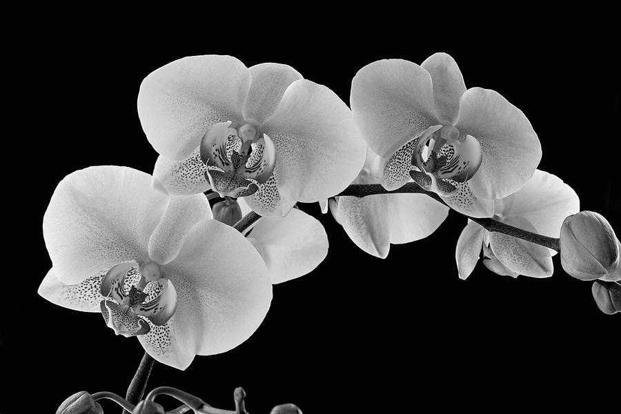 Orchids On A Black Background Photograph by David Chapman