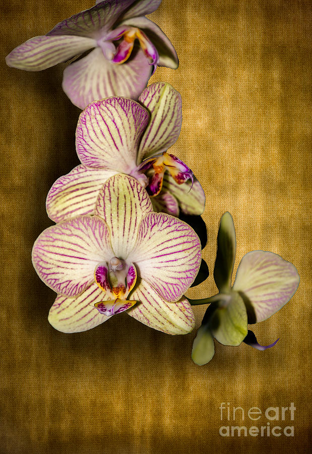 Orchids on Background Photograph by Matt Malloy