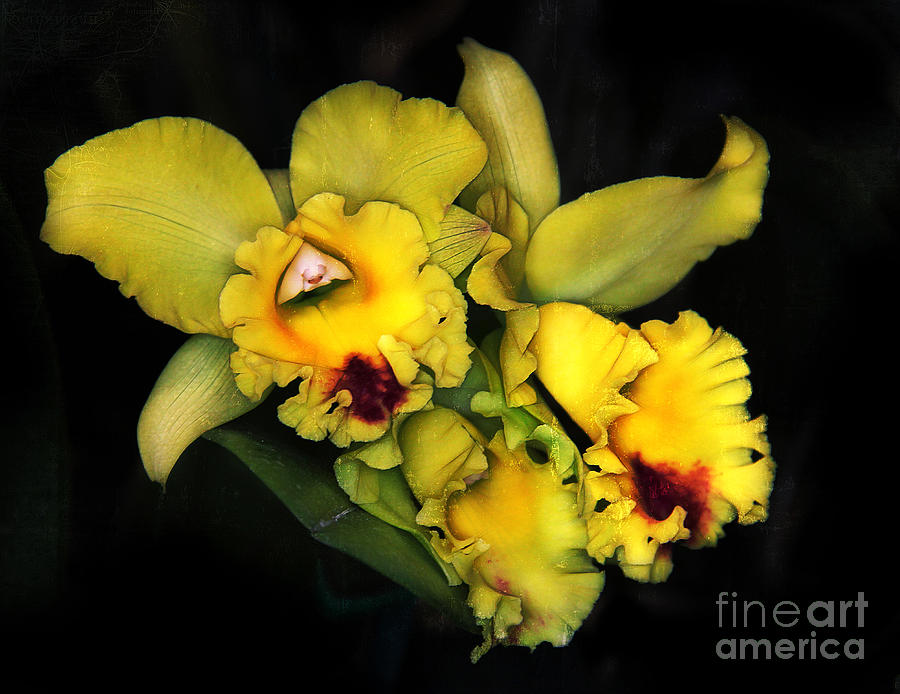 Orchids on Black Photograph by Judi Bagwell