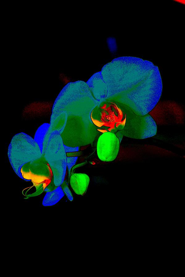 Orchids on Black Photograph by Tamara Michael