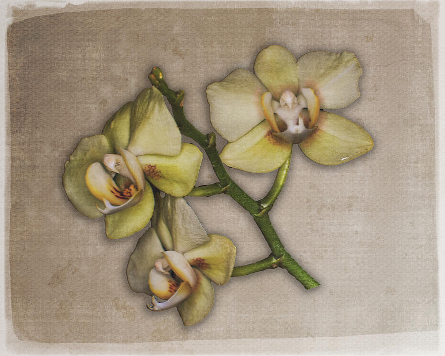 Orchids on Linen Photograph by Pam DeCamp