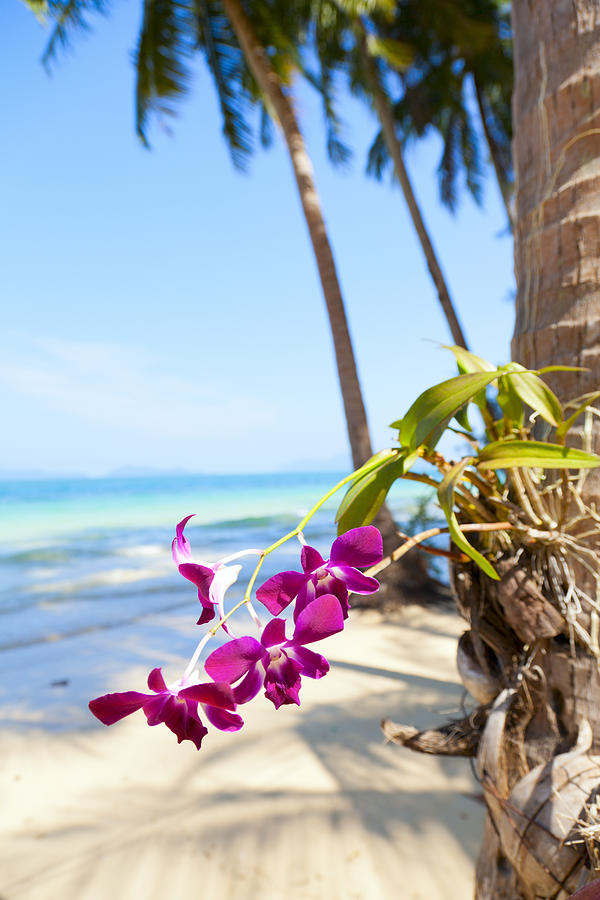 Orchids on the beach Photograph by Alexey Stiop