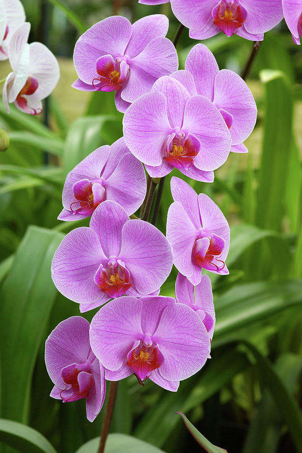 Orchids (phalaenopsis 'coral Harbour') Photograph by Neil Joy/science ...