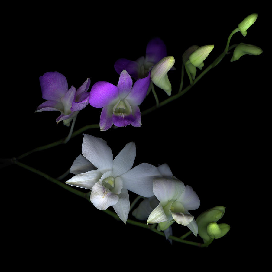 Orchids Photograph by Photograph By Magda Indigo