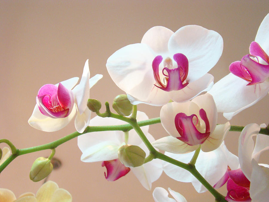 Orchids Pink White Floral Art Prints Photograph by Patti Baslee