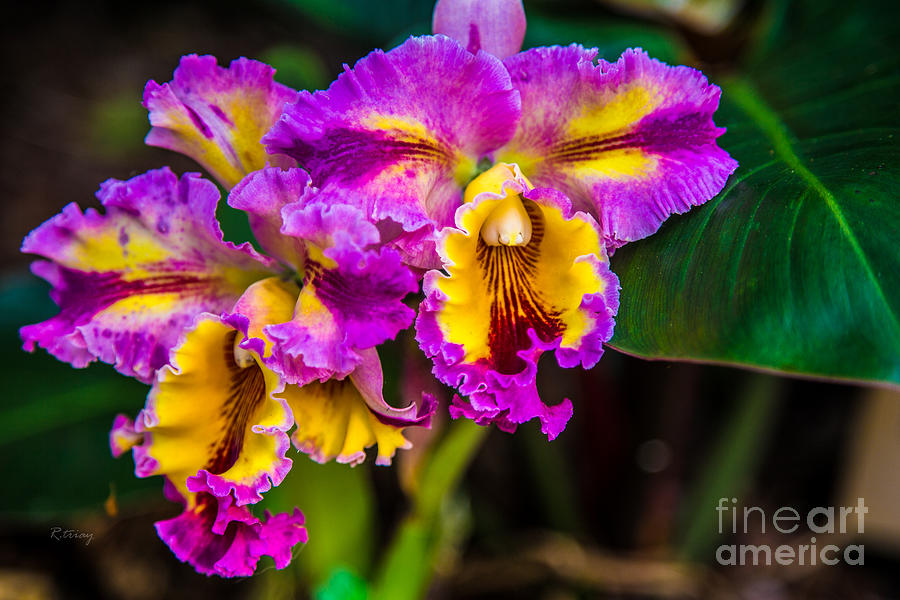 Flower Photograph - Orchids by Rene Triay FineArt Photos