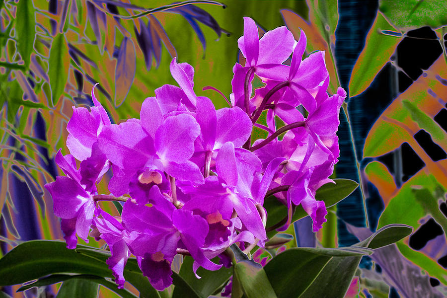 Orchids Photograph by Richard Goldman