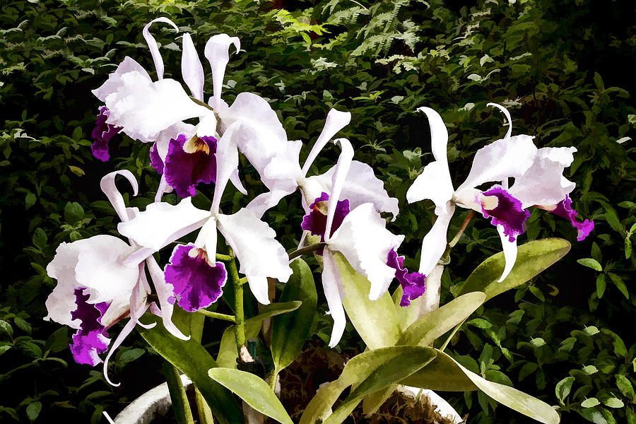 Orchids Digital Art by Photographic Art by Russel Ray Photos