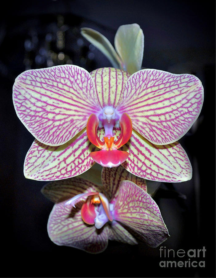 Orchids  Photograph by Savannah Gibbs
