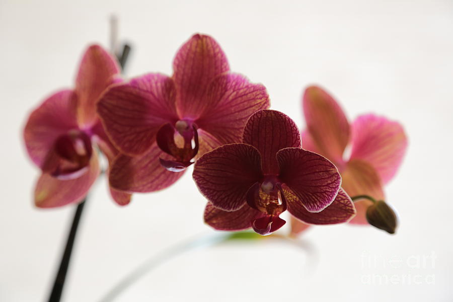 Orchid Photograph - Orchids Serenity by Carol Groenen