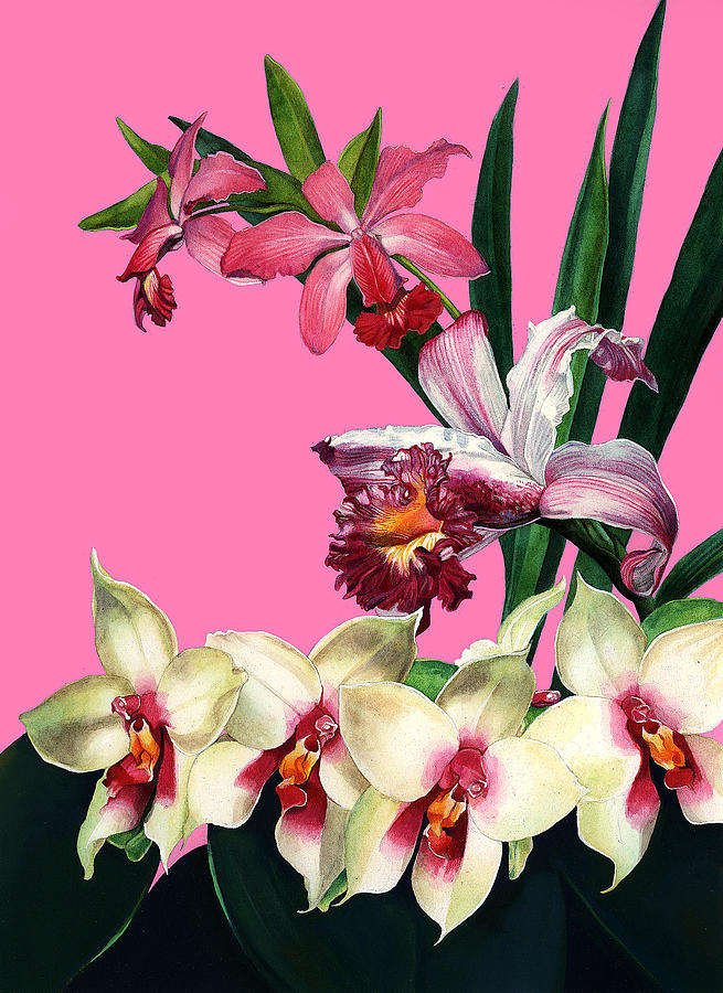 Orchids Mixed Media by Steven Stines