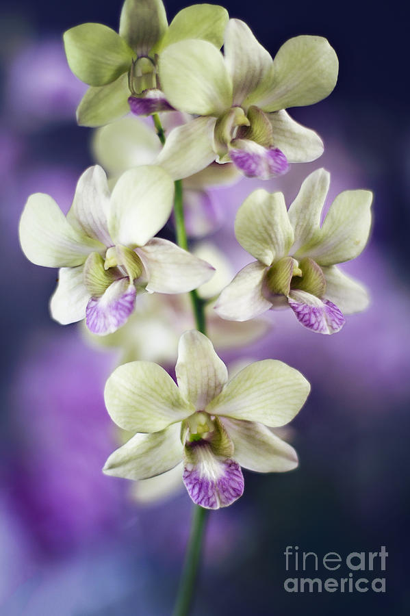Orchids Photograph