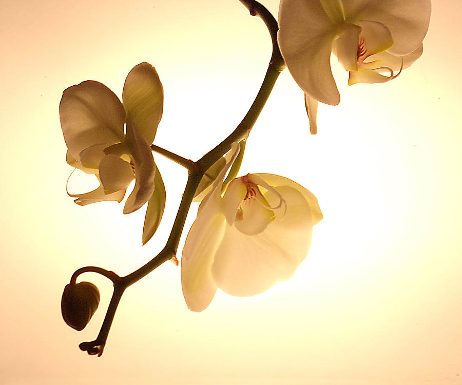 Flower Photograph - Orchids by Tanya Hamell