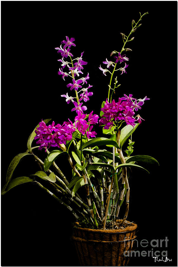 Flowers Still Life Digital Art - Orchids by Thinh Bui