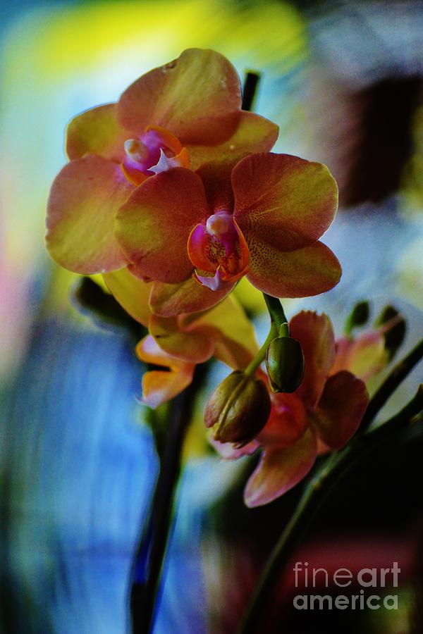 Orchids Three Photograph by Tamara Michael