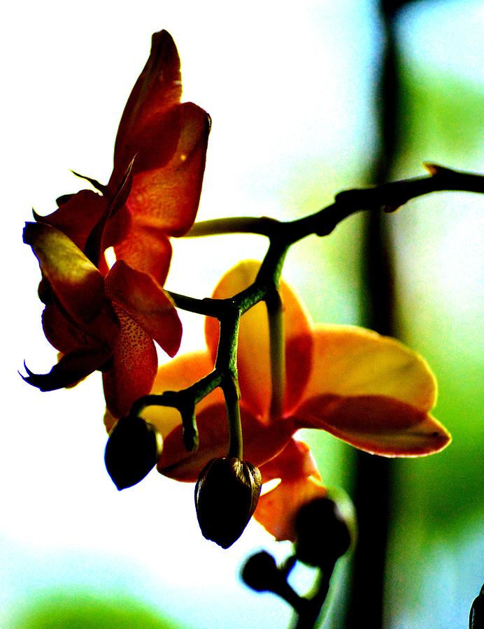 Orchids Two Photograph by Tamara Michael
