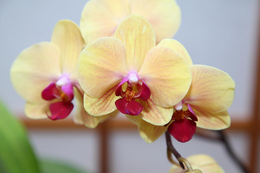 Garden Photograph - Orchids - US Botanic Garden - 01131 by DC Photographer