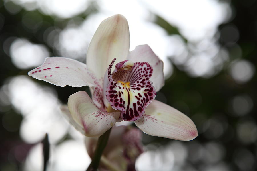 Garden Photograph - Orchids - US Botanic Garden - 011311 by DC Photographer