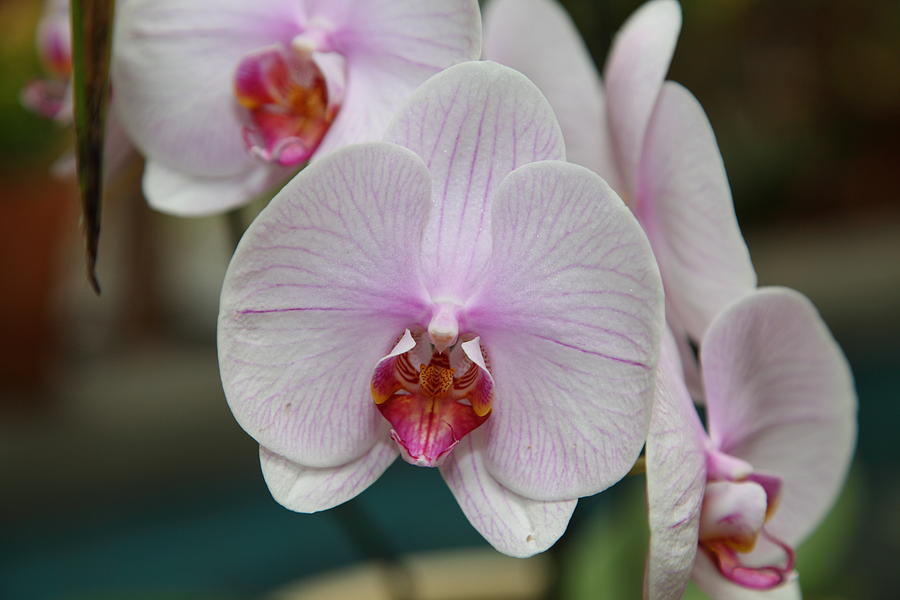 Garden Photograph - Orchids - US Botanic Garden - 011312 by DC Photographer