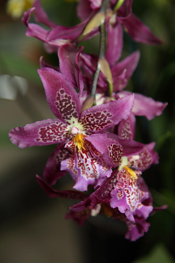Garden Photograph - Orchids - US Botanic Garden - 011313 by DC Photographer