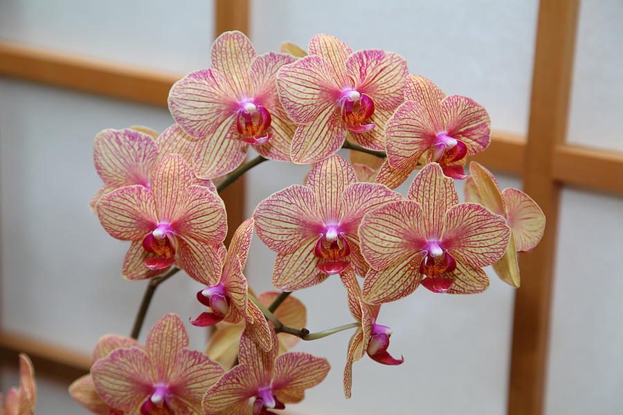 Garden Photograph - Orchids - US Botanic Garden - 011318 by DC Photographer