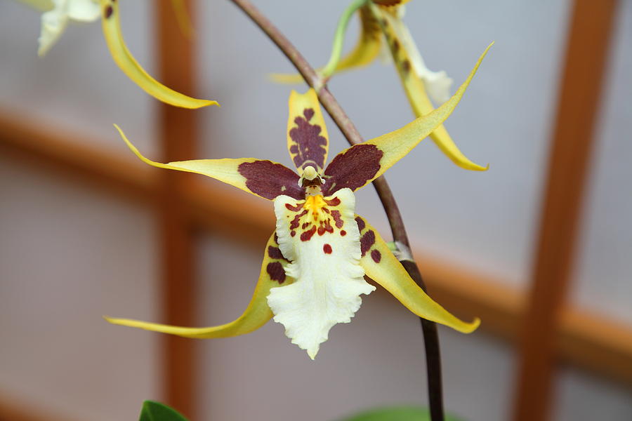 Garden Photograph - Orchids - US Botanic Garden - 01132 by DC Photographer