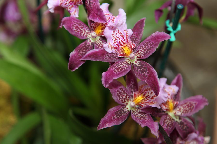 Garden Photograph - Orchids - US Botanic Garden - 011325 by DC Photographer