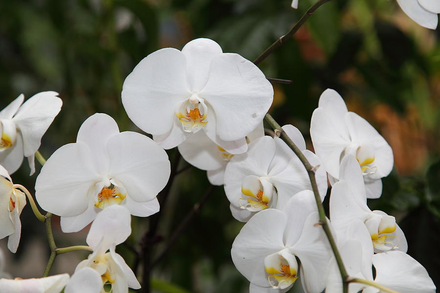 Garden Photograph - Orchids - US Botanic Garden - 011327 by DC Photographer